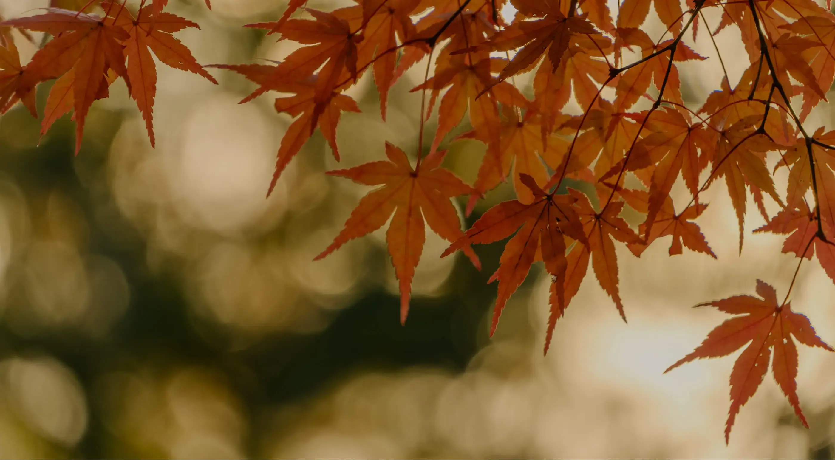 三好野TopImage